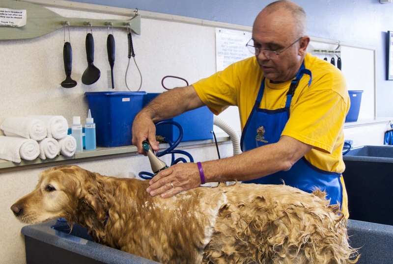 toiletteur-DRAGUIGNAN-min_dog-bath-682169_1280